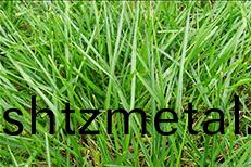 天(tian)然草足毬場施工